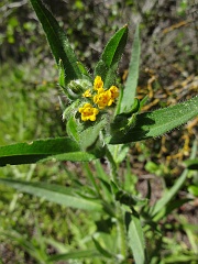 amsinckia menziesii